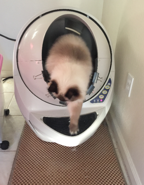 Litter-Robot: The Ideal Litter Box for Large Cats