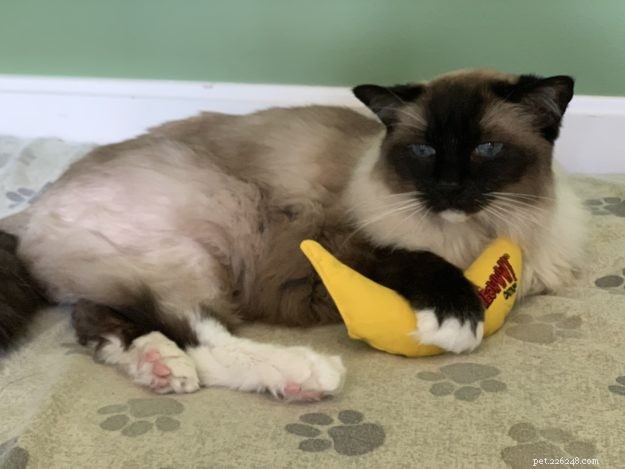 Ozone Therapy for Cats: Vet-Approved Benefits & Safety Guide