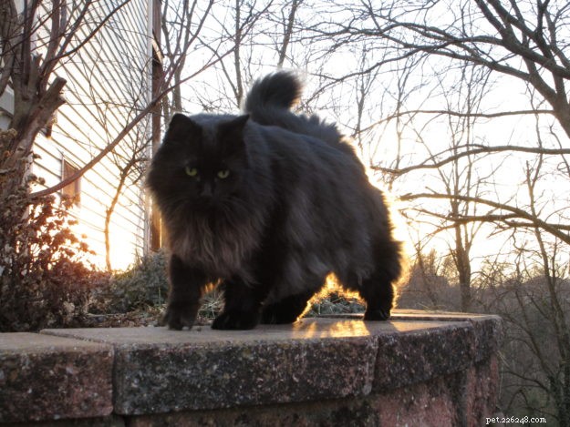 Gobbler: The Rescued Cat Who Became a Star