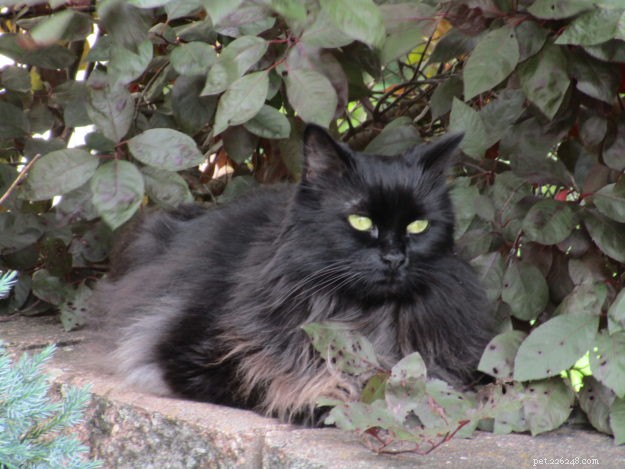 Gobbler: The Rescued Cat Who Became a Star