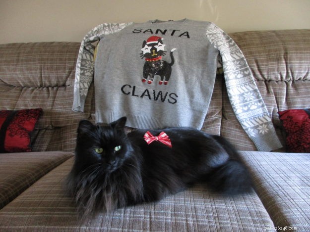 Gobbler: The Rescued Cat Who Became a Star