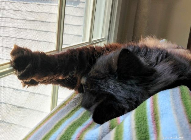 Gobbler: The Rescued Cat Who Became a Star