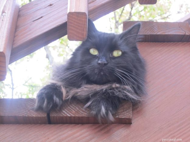Gobbler: The Rescued Cat Who Became a Star