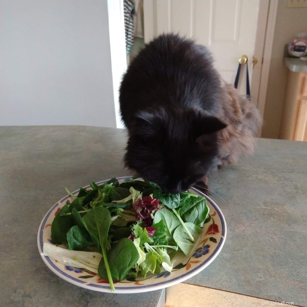 Gobbler: The Rescued Cat Who Became a Star