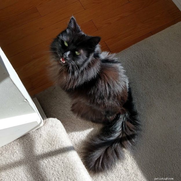 Gobbler: The Rescued Cat Who Became a Star