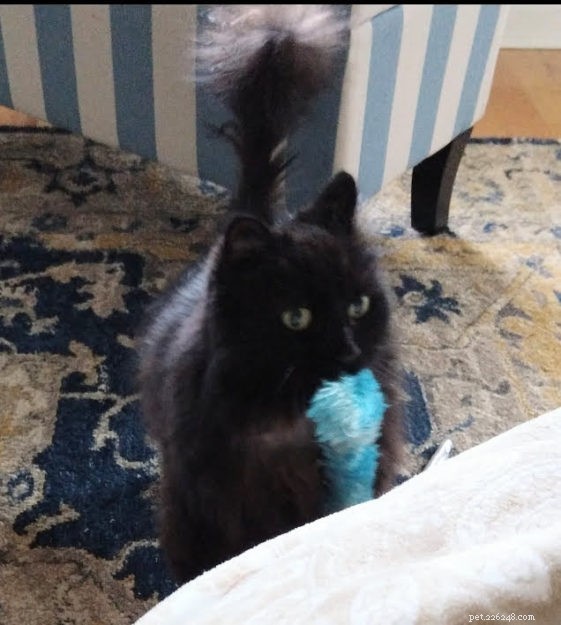 Gobbler: The Rescued Cat Who Became a Star