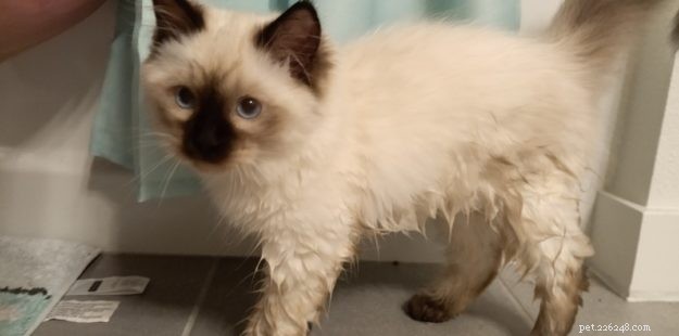 Meet Okeanos: The Adorable Ragdoll of the Week