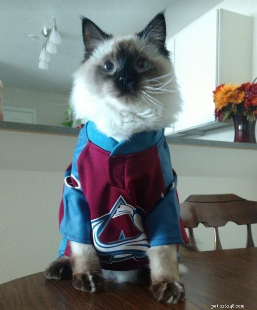 Meet Okeanos: The Adorable Ragdoll of the Week