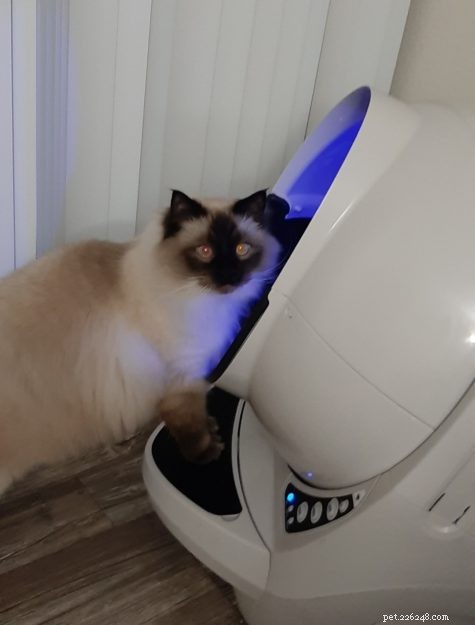 Meet Okeanos: The Adorable Ragdoll of the Week