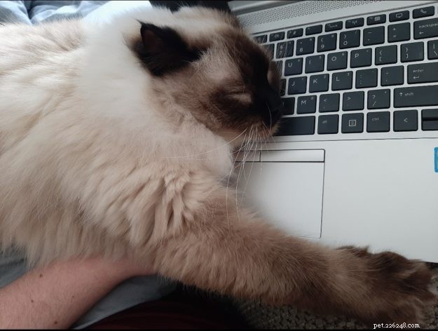 Meet Okeanos: The Adorable Ragdoll of the Week