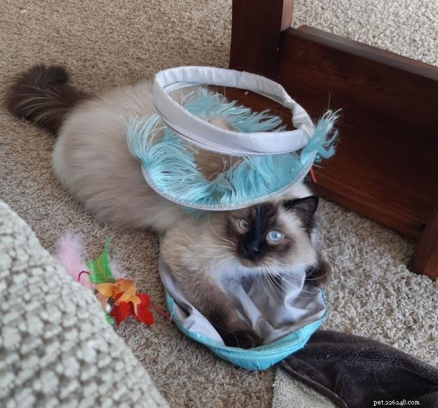 Meet Okeanos: The Adorable Ragdoll of the Week