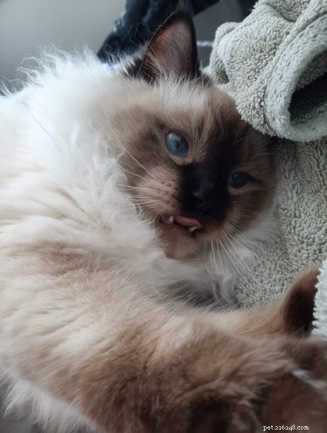 Meet Okeanos: The Adorable Ragdoll of the Week