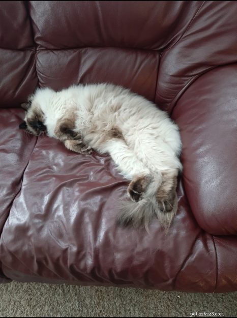Meet Okeanos: The Adorable Ragdoll of the Week