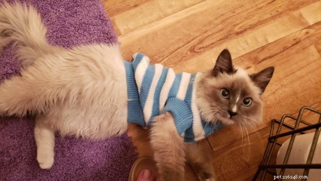 Genghis Khan: A Ragdoll’s Journey to a Loving Home
