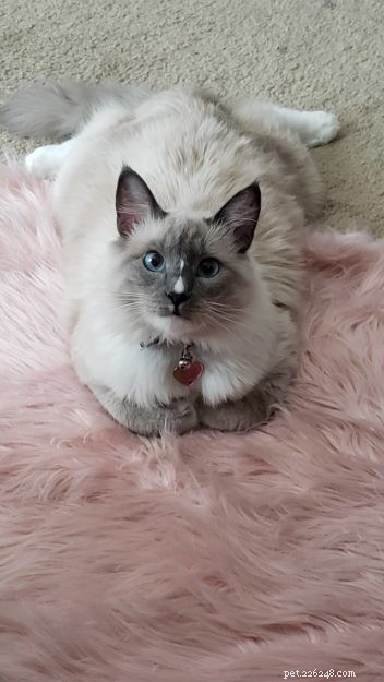 Genghis Khan: A Ragdoll’s Journey to a Loving Home