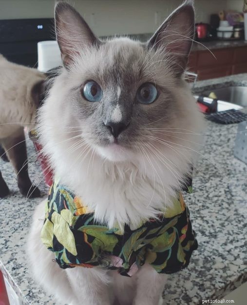 Genghis Khan: A Ragdoll’s Journey to a Loving Home