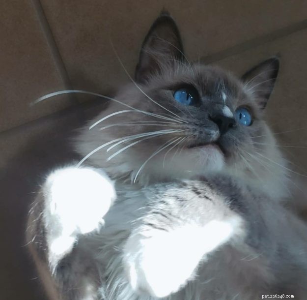 Genghis Khan: A Ragdoll’s Journey to a Loving Home