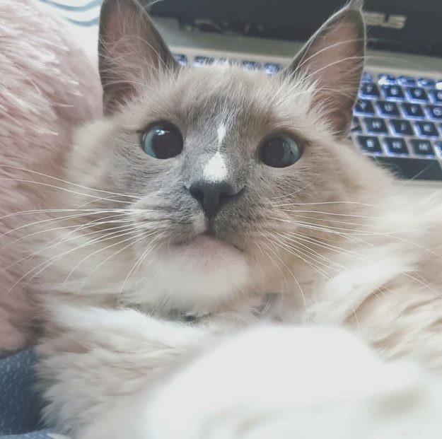 Genghis Khan: A Ragdoll’s Journey to a Loving Home