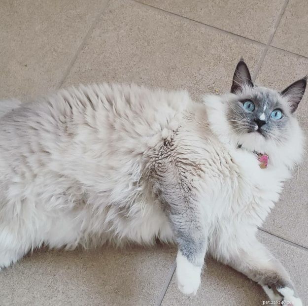 Genghis Khan: A Ragdoll’s Journey to a Loving Home
