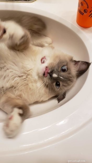 Genghis Khan: A Ragdoll’s Journey to a Loving Home