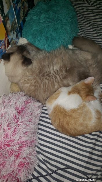 Genghis Khan: A Ragdoll’s Journey to a Loving Home