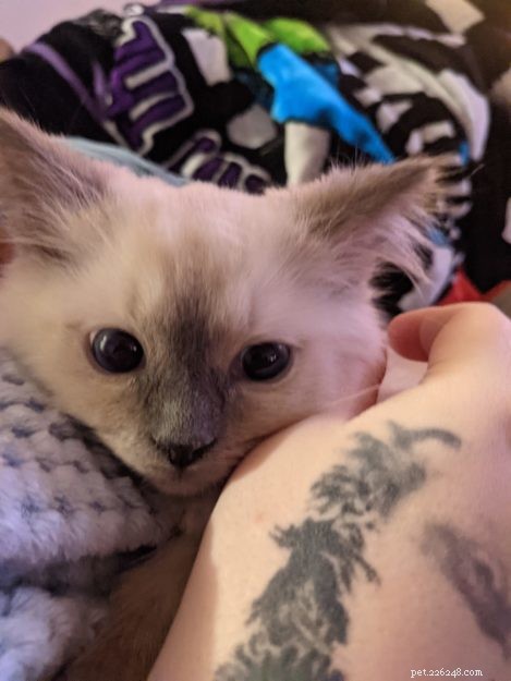 Edgar: The Ragdoll Kitten of the Month – A Growing Feline Family Story