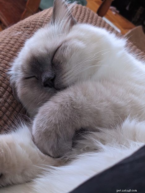 Edgar: The Ragdoll Kitten of the Month – A Growing Feline Family Story