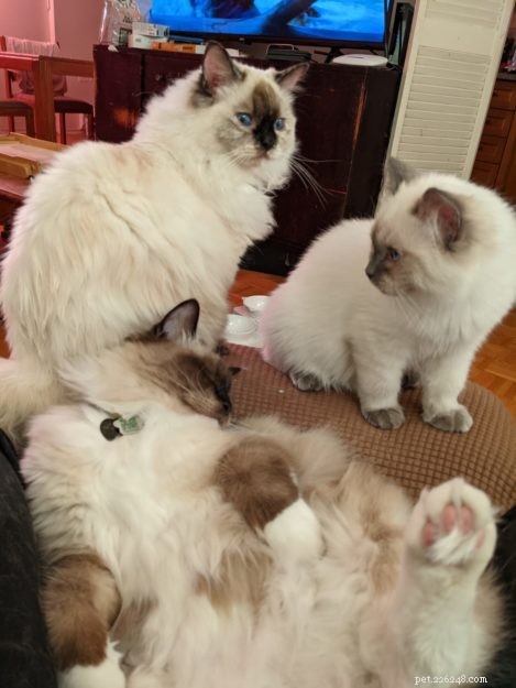 Edgar: The Ragdoll Kitten of the Month – A Growing Feline Family Story