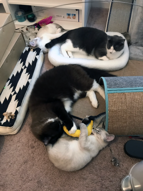 Meet Big Mac: Our Adopted Rescue Cat & Floppycat of the Week