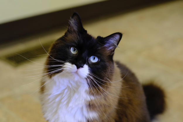 Meet Big Mac: Our Adopted Rescue Cat & Floppycat of the Week