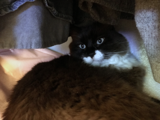 Meet Big Mac: Our Adopted Rescue Cat & Floppycat of the Week