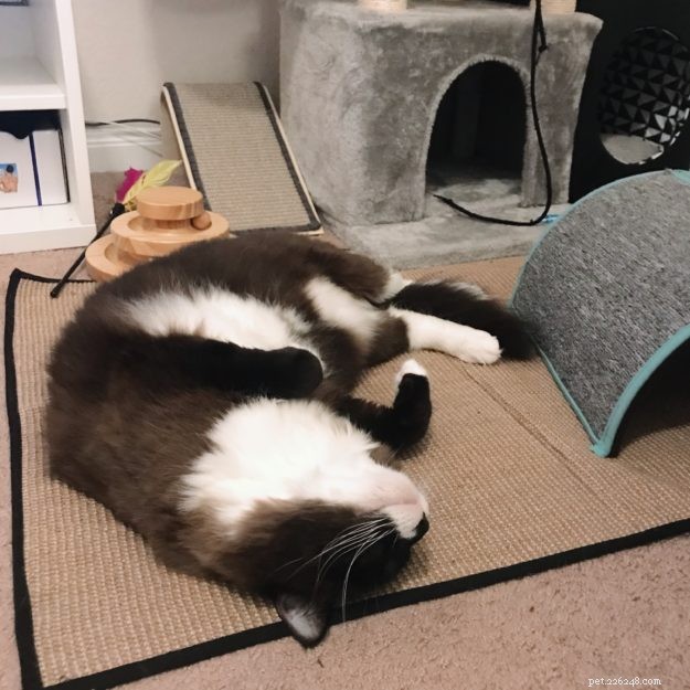 Meet Big Mac: Our Adopted Rescue Cat & Floppycat of the Week