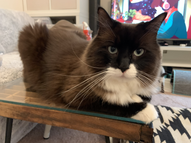 Meet Big Mac: Our Adopted Rescue Cat & Floppycat of the Week