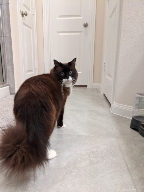 Meet Big Mac: Our Adopted Rescue Cat & Floppycat of the Week