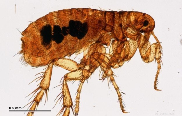 Top Proven Cat Flea Treatments: Prevention & Relief for Your Pet