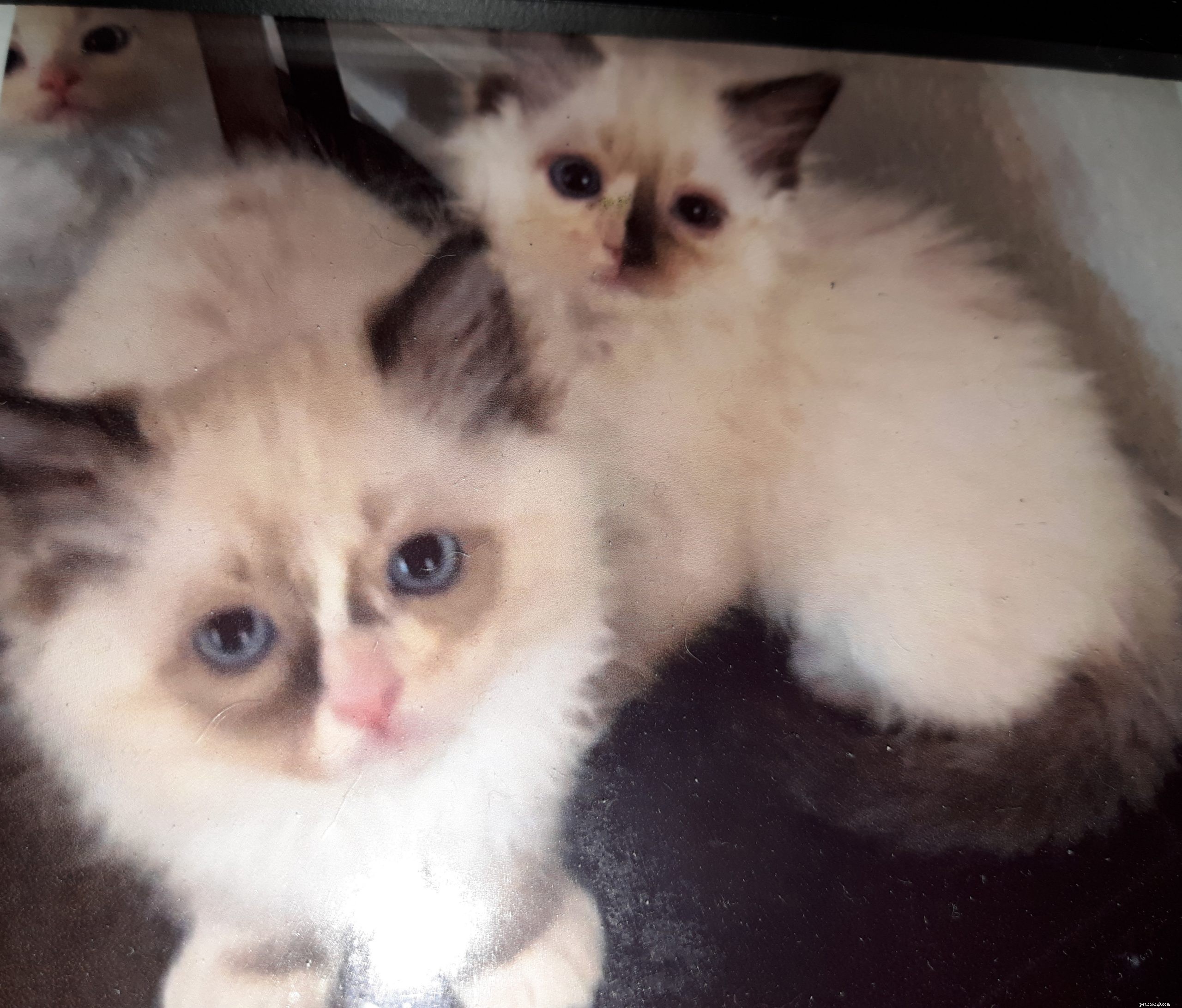 Ragdolls of the Week: Meet Daisy & Lacy