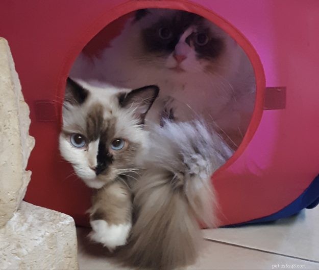 Ragdolls of the Week: Meet Daisy & Lacy