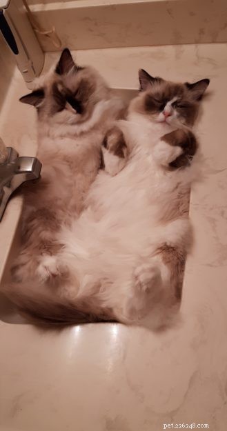 Ragdolls of the Week: Meet Daisy & Lacy