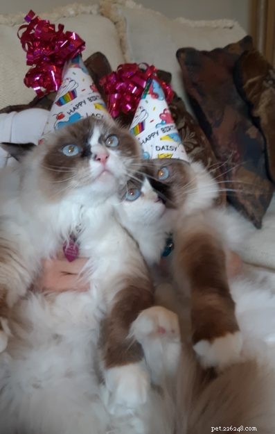 Ragdolls of the Week: Meet Daisy & Lacy