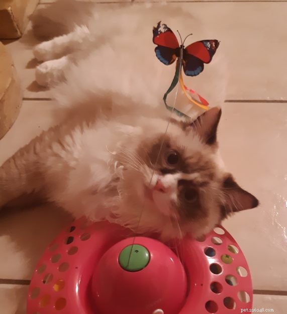 Ragdolls of the Week: Meet Daisy & Lacy