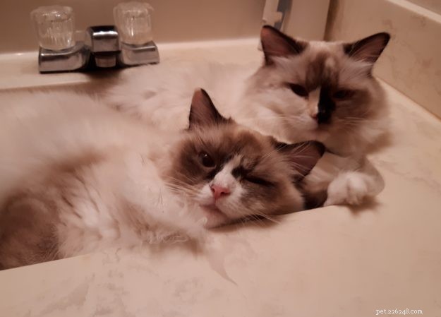 Ragdolls of the Week: Meet Daisy & Lacy