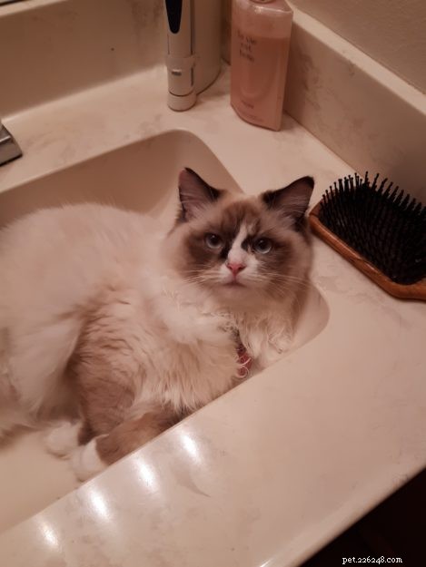 Ragdolls of the Week: Meet Daisy & Lacy