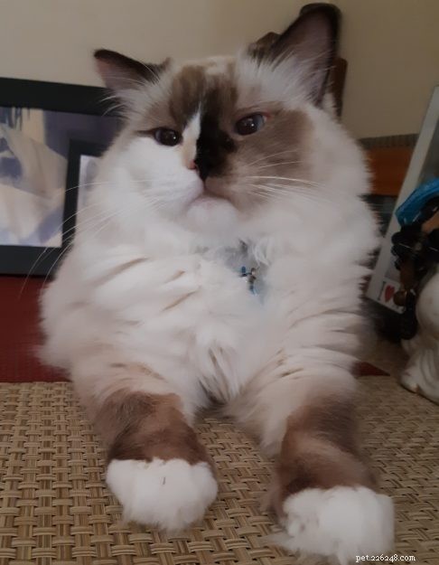Ragdolls of the Week: Meet Daisy & Lacy