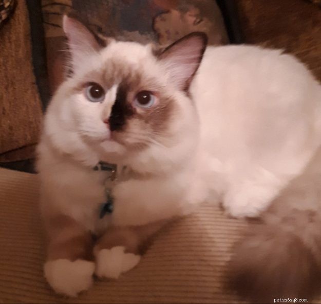 Ragdolls of the Week: Meet Daisy & Lacy