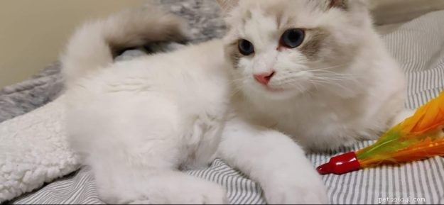 Simon: Spotlight on the Ragdoll Cat Breed