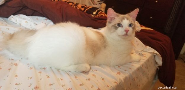 Simon: Spotlight on the Ragdoll Cat Breed