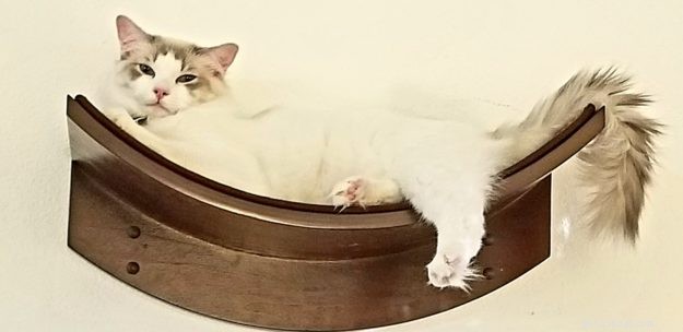 Simon: Spotlight on the Ragdoll Cat Breed