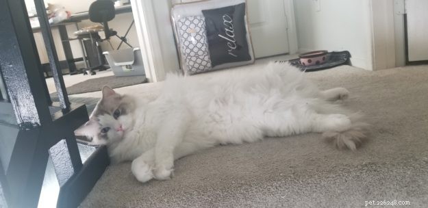 Simon: Spotlight on the Ragdoll Cat Breed
