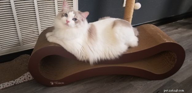 Simon: Spotlight on the Ragdoll Cat Breed