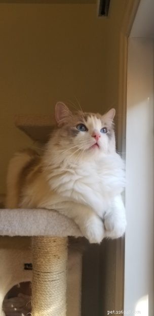 Simon: Spotlight on the Ragdoll Cat Breed